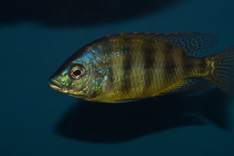 Protomelas sp. 'johnstoni solo'